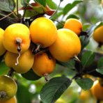 Okrasná jabloň (Malus) ´Comtesse de Paris´ - výška 90-120 cm, kont. C9L